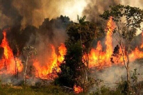 پایش هوشمند آتشسوزی در جنگل گلستان با اینترنت اشیا